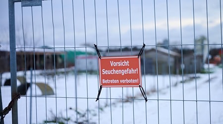 Nach dem Ausbruch in einer Büffelherde kamen bislang keine weiteren Fälle hinzu (Archivbild). / Foto: Annette Riedl/dpa