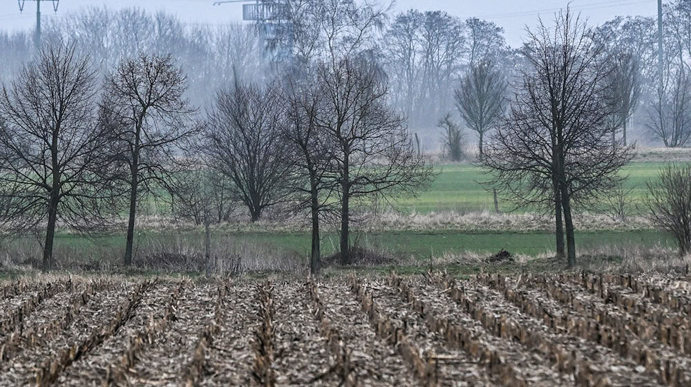 Auf eher tristes Wetter können sich die Berliner und Brandenburger einstellen. (Symbolbild) / Foto: Jens Kalaene/dpa