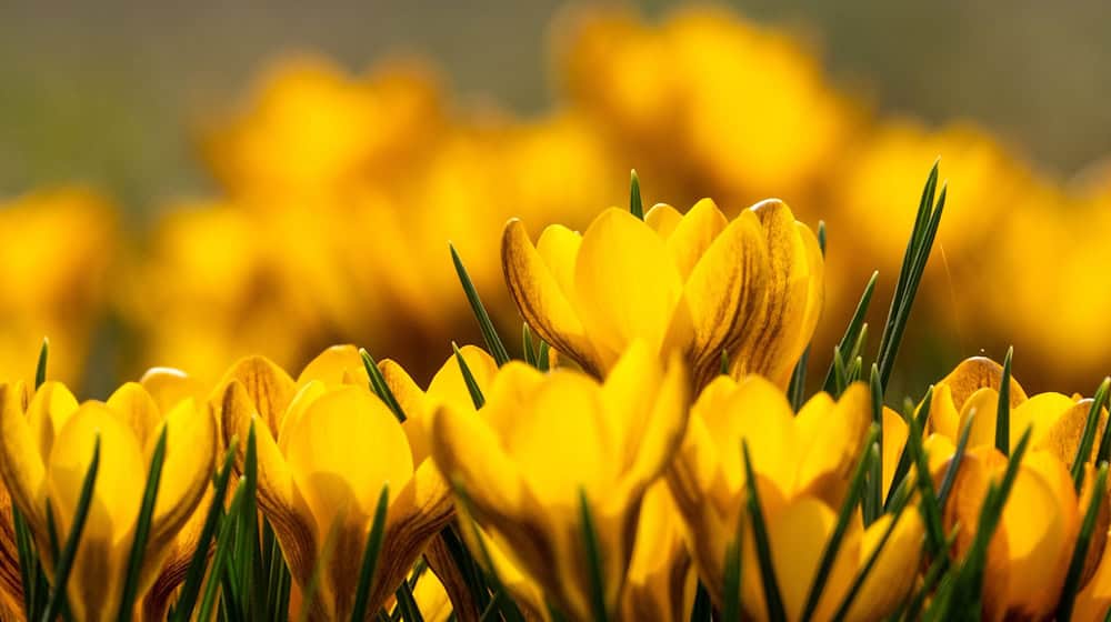 Bei milden Temperaturen sprießen Frühjahrsblüher. (Archivbild)  / Foto: Soeren Stache/dpa