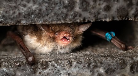 Auch die Fransenfledermaus wurde bei in der Kyritz-Ruppiner Heide festgestellt. (Handout) / Foto: Ingolf König/Heinz Sielmann Stiftung/dpa