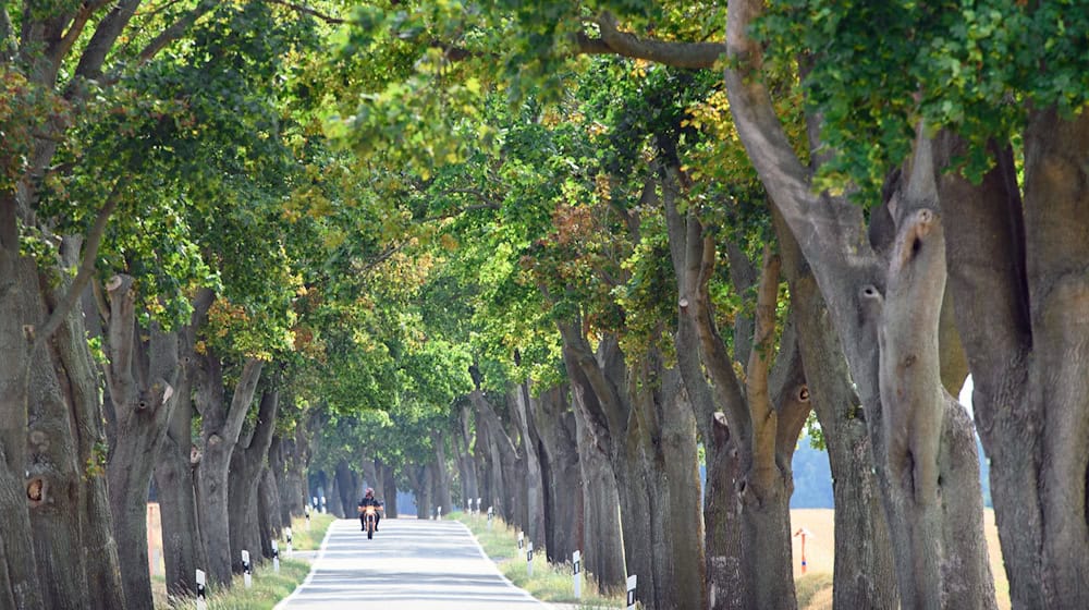 In Brandenburg fährt es sich im Sommer zwischen den Alleen besonders gut. (Archivbild) / Foto: Soeren Stache/dpa-Zentralbild/dpa