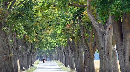 In Brandenburg fährt es sich im Sommer zwischen den Alleen besonders gut. (Archivbild) / Foto: Soeren Stache/dpa-Zentralbild/dpa