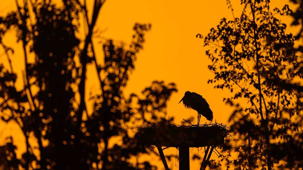 Nur in der Uckermark herrscht Waldbrandgefahrenstufe 3 statt 4. (Symbolbild) / Foto: Patrick Pleul/dpa