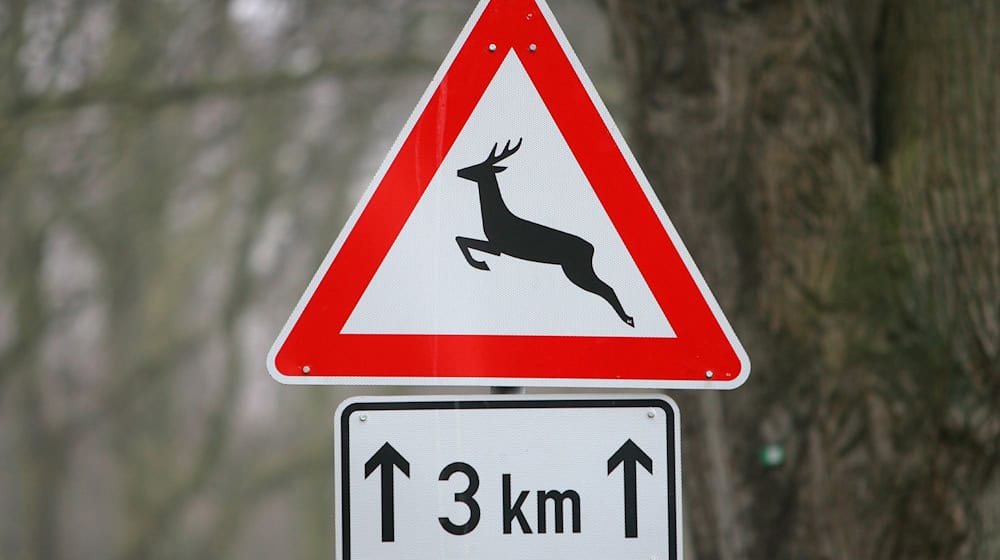 Mehrere Wildtiere überquerten bei Heiligengrabe die Straße. (Symbolbild) / Foto: Bernd Wüstneck/dpa