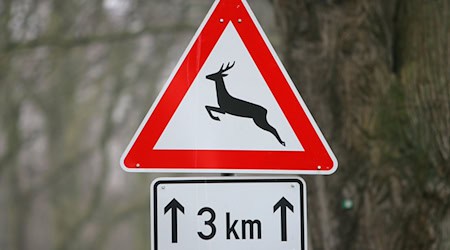 Mehrere Wildtiere überquerten bei Heiligengrabe die Straße. (Symbolbild) / Foto: Bernd Wüstneck/dpa