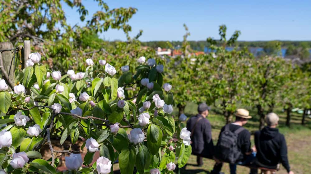 In vielen Hofgärten in Werder wurde getrunken, gegessen und gequatscht. / Foto: Soeren Stache/dpa