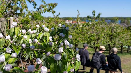 In vielen Hofgärten in Werder wurde getrunken, gegessen und gequatscht. / Foto: Soeren Stache/dpa