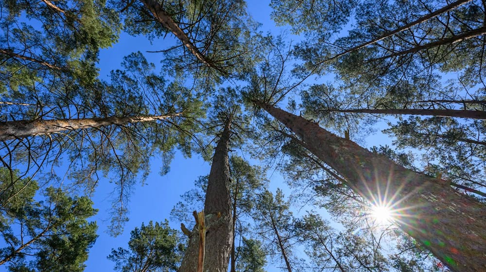 Trockene Wälder  in Brandenburg - die Waldbrandgefahr ist im ganzen Bundesland hoch. (Archivbild) / Foto: Patrick Pleul/dpa