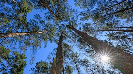 Trockene Wälder  in Brandenburg - die Waldbrandgefahr ist im ganzen Bundesland hoch. (Archivbild) / Foto: Patrick Pleul/dpa