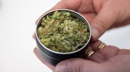 Cannabis-Abgabe gestartet: In Oranienburg können Mitglieder eines Cannabisvereins erstmals legal Gras erhalten.  / Foto: Christophe Gateau/dpa