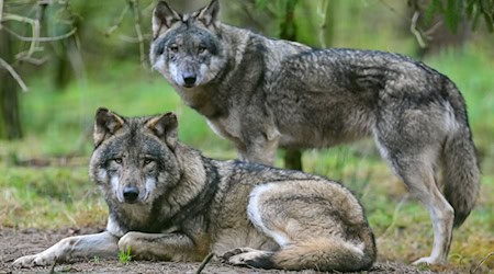 Mit vermehrten Abschüssen will Brandenburg die Wolfspopulation verringern und den Schutz von Nutz- und Weidetieren erhöhen. (Symbolbild) / Foto: Patrick Pleul/dpa