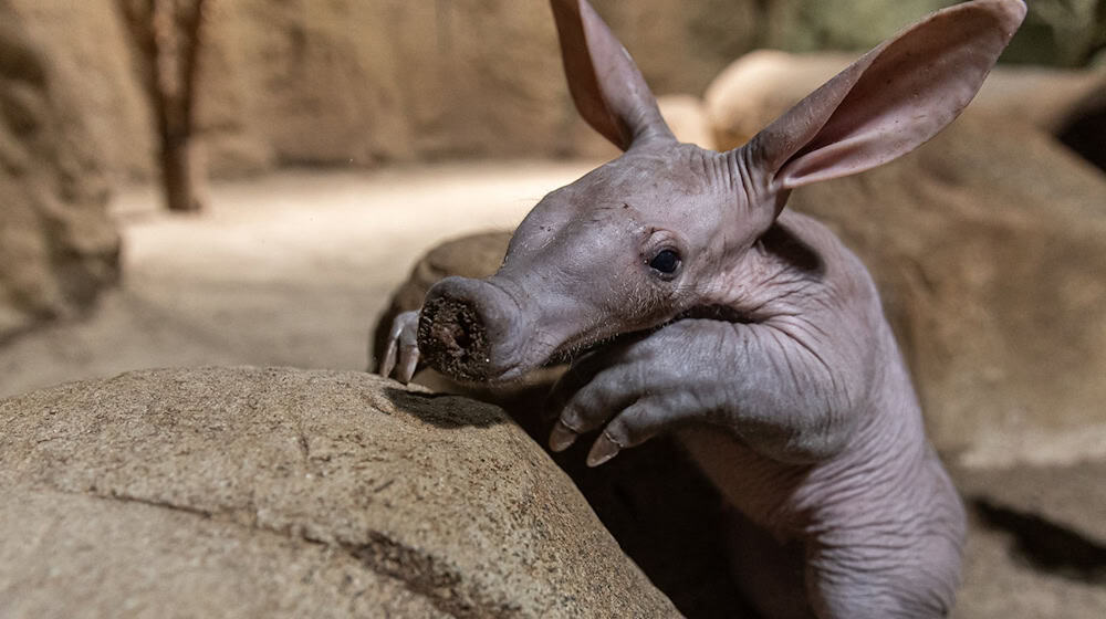 Frida wurde am 9. April geboren und entwickelt sich nach Aussage des Tierpflegers Peter Kalinke «hervorragend». (Handout)  / Foto: Zoo Berlin/dpa
