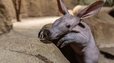 Frida wurde am 9. April geboren und entwickelt sich nach Aussage des Tierpflegers Peter Kalinke «hervorragend». (Handout)  / Foto: Zoo Berlin/dpa