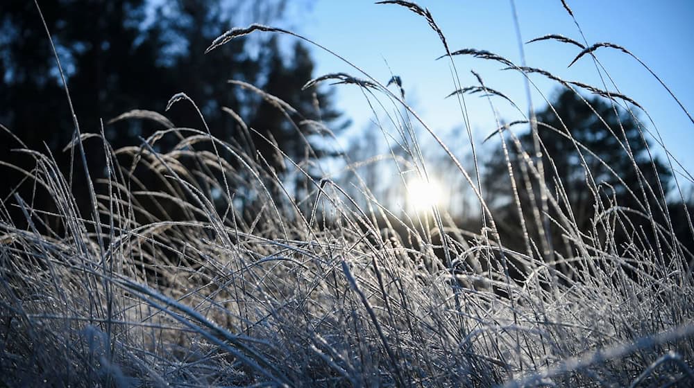 In Brandenburg sollen die Temperaturen in Bodennähe auf bis zu -9 Grad fallen. (Archivbild) / Foto: Kira Hofmann/dpa