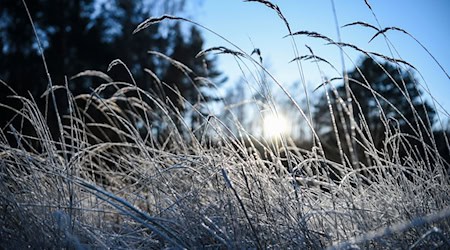 In Brandenburg sollen die Temperaturen in Bodennähe auf bis zu -9 Grad fallen. (Archivbild) / Foto: Kira Hofmann/dpa