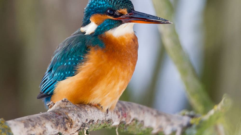 Eisvögel kommen in Berlin an größeren Seen wie Müggelsee und Wannsee, aber auch im Tiergarten oder an der Panke vor. (Archivbild) / Foto: Patrick Pleul/dpa