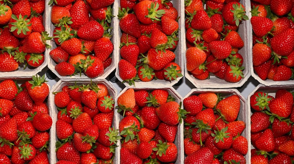 Die Anbaufläche für Erdbeeren geht laut Gartenbauverband in Brandenburg weiter zurück.(Archivbild) / Foto: Patrick Pleul/dpa