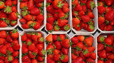 Die Anbaufläche für Erdbeeren geht laut Gartenbauverband in Brandenburg weiter zurück.(Archivbild) / Foto: Patrick Pleul/dpa