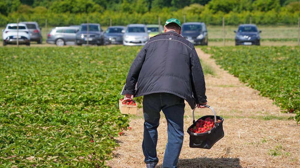 Viele Erdbeerhöfe informieren tagesaktuell über die Öffnungszeiten.  / Foto: Soeren Stache/dpa