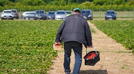 Viele Erdbeerhöfe informieren tagesaktuell über die Öffnungszeiten.  / Foto: Soeren Stache/dpa