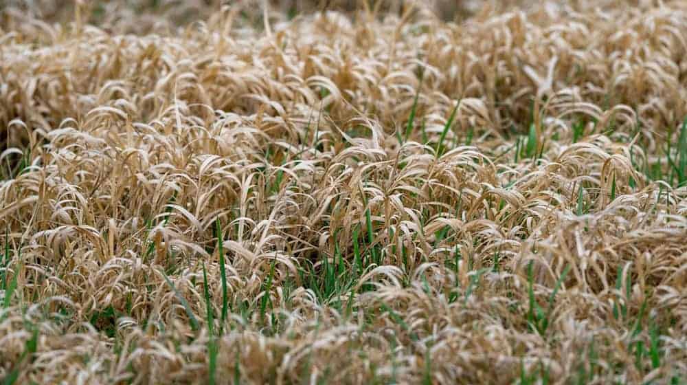  Das nun zu Ende gehende Frühjahr war in Deutschland eines der trockensten seit Beginn der Aufzeichnungen. (Symbolbild) / Foto: Soeren Stache/dpa