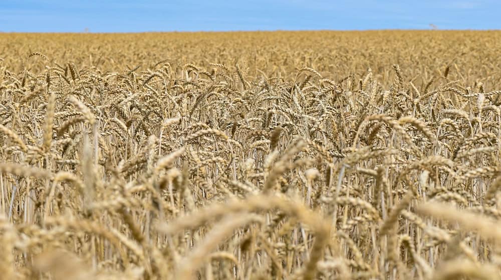 Winterweizen ist die dominierende Getreideart in Brandenburg. (Symbolbild) / Foto: Patrick Pleul/dpa