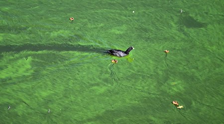 Blaualgen sind mikroskopisch kleine Bakterien. (Archivbild) / Foto: Soeren Stache/dpa