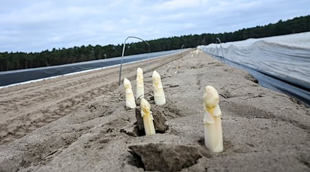 Wie entwickelt sich die Spargelernte in den restlichen vier Wochen? Die Saison für das heimische Gemüse dauert noch bis 24. Juni. (Archivbild) / Foto: Jens Kalaene/dpa