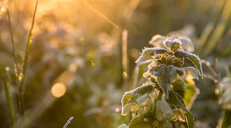 Meteorologen kündigen stellenweise nächtlichen Frost an. (Symbolbild) / Foto: Frank Hammerschmidt/dpa