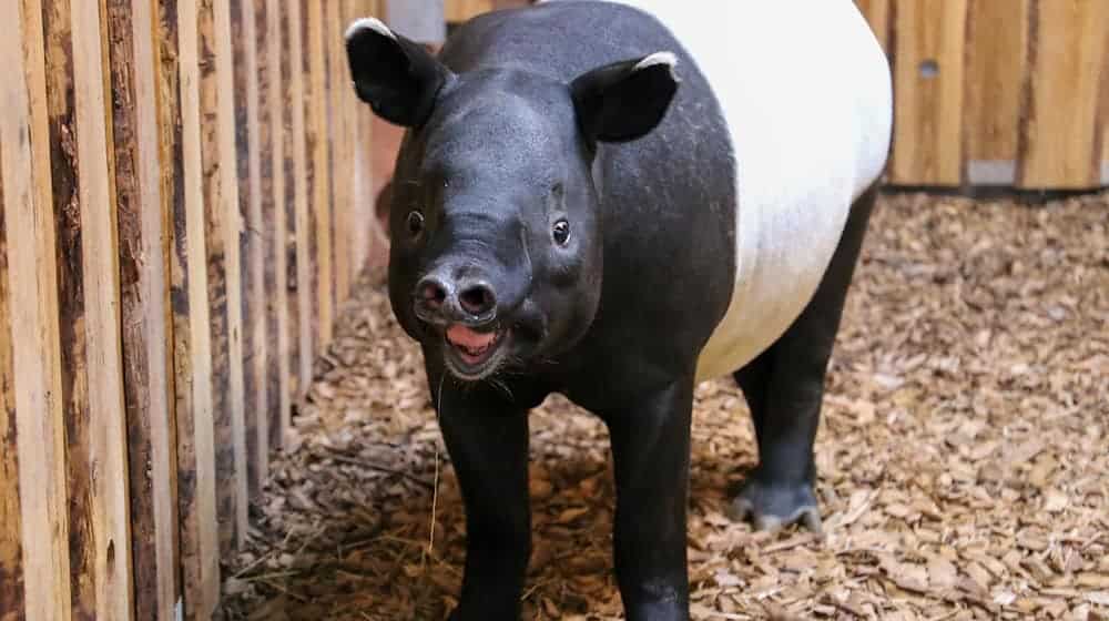 Schabrackentapi Rakiju wiegt schon fast 300 Kilo.  / Foto: Zoo Berlin/dpa