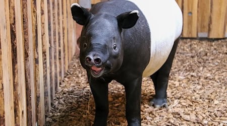 Schabrackentapi Rakiju wiegt schon fast 300 Kilo.  / Foto: Zoo Berlin/dpa