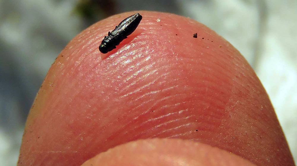 Der Glänzendschwarze Furchenstirn-Prachtkäfer ist nur etwa drei Millimeter groß.  / Foto: Herbert Winkelmann/Stiftung Naturschutz/dpa