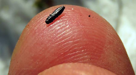 Der Glänzendschwarze Furchenstirn-Prachtkäfer ist nur etwa drei Millimeter groß.  / Foto: Herbert Winkelmann/Stiftung Naturschutz/dpa