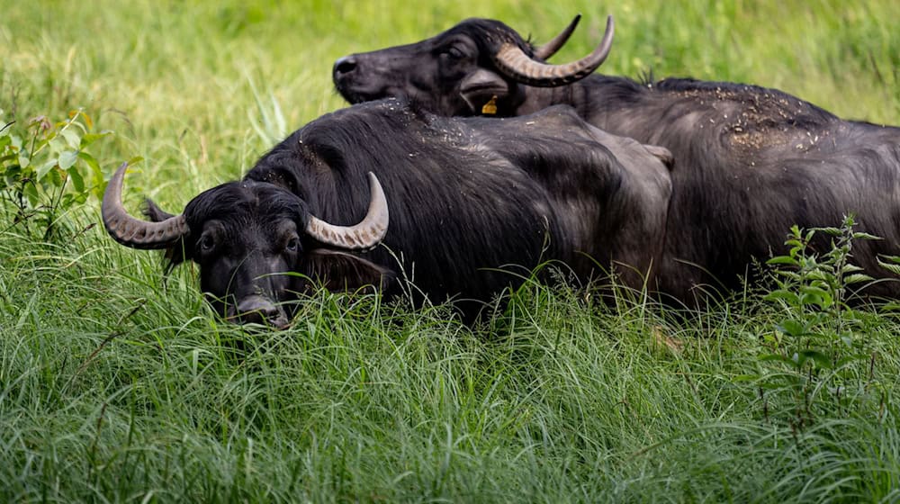 Zwei Kühe mit jeweils einem Kalb weiden bald auf der Insel (Archivbild). / Foto: Fabian Sommer/dpa