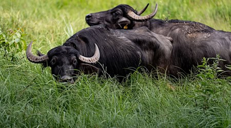 Zwei Kühe mit jeweils einem Kalb weiden bald auf der Insel (Archivbild). / Foto: Fabian Sommer/dpa