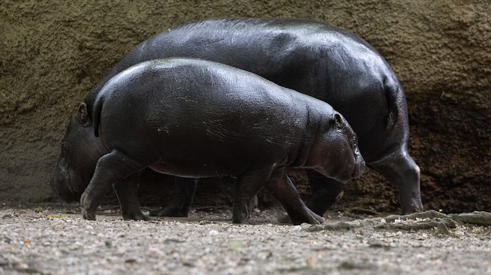 Die Zwergflusspferde ist inzwischen halb so groß wie Mutter Debbie. / Foto: Hannes P. Albert/dpa
