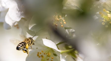 Ausgewachsene Bienen können nicht erkranken, aber die Krankheit verbreiten, wodurch es zum Massensterben von Bienenvölkern kommen kann (Symbolbild). / Foto: Frank Hammerschmidt/dpa