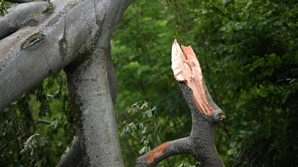 Bereits unter der Woche brachen im Park Babelsberg dicke Äste ab. / Foto: Michael Brandt/dpa