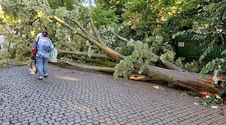 Bei dem Unwetter sind viele Bäume umgestürzt, das Betreten von Grünanlagen ist weiter gefährlich.  / Foto: Wolfram Steinberg/dpa