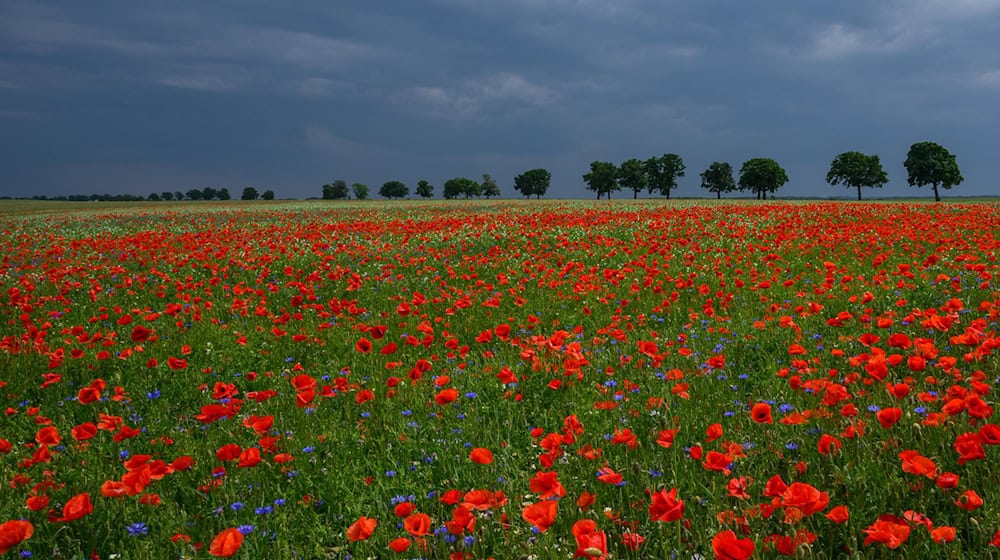 Nach einem freundlichen Dienstag erwartet der Deutsche Wetterdienst (DWD) Gewitter am Mittwoch. / Foto: Patrick Pleul/dpa