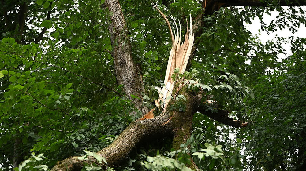 Der Tegeler Forst ist nach dem Unwetter vom Donnerstag vorerst gesperrt (Archivbild).  / Foto: Michael Brandt/dpa