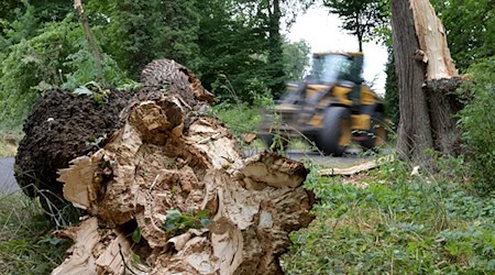 Eine Frau ist am Donnerstag von einer Baumkrone getroffen worden. (Symbolbild) / Foto: Michael Bahlo/dpa
