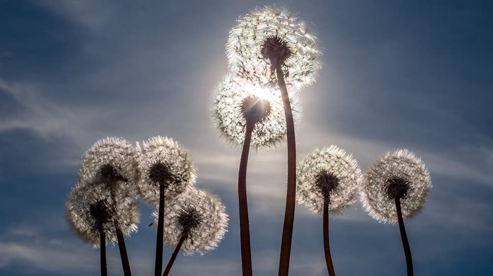 Sonne und Wolken stehen in den kommenden Tagen im Wechselspiel zueinander. (Symbolbild) / Foto: Frank Hammerschmidt/dpa