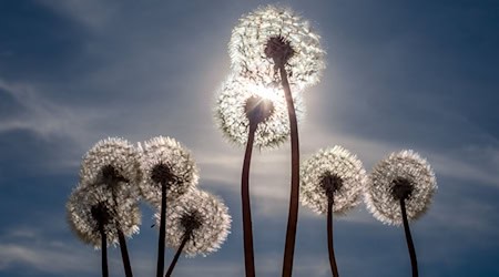 Sonne und Wolken stehen in den kommenden Tagen im Wechselspiel zueinander. (Symbolbild) / Foto: Frank Hammerschmidt/dpa