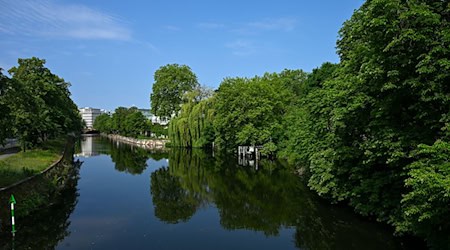 Die Berliner Grünen setzen auf mehr Bäume, um die Folgen des Klimawandels abzumildern. (Archivfoto)  / Foto: Soeren Stache/dpa
