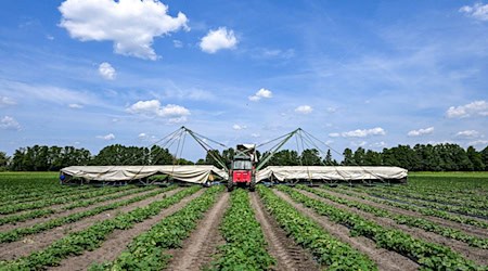 Ein sogenannter Gurkenflieger - eine Maschine mit einer Art Tragflächen - kommt im Spreewald für die Gurkenernte zum Einsatz. / Foto: Jens Kalaene/dpa