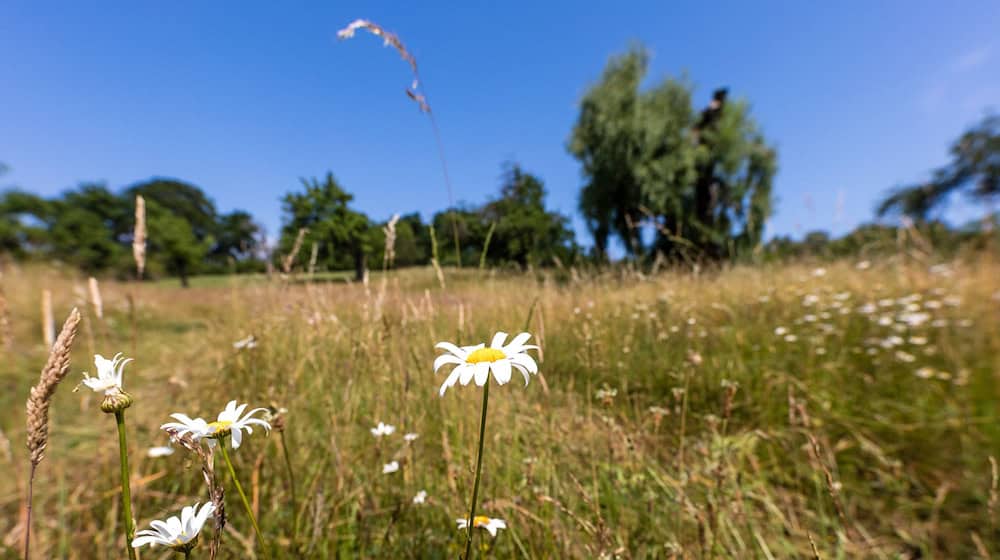 Passend zum Sommeranfang soll es am Wochenende in Berlin und Brandenburg heiß und sonnig werden. (Archivbild) / Foto: Frank Hammerschmidt/dpa