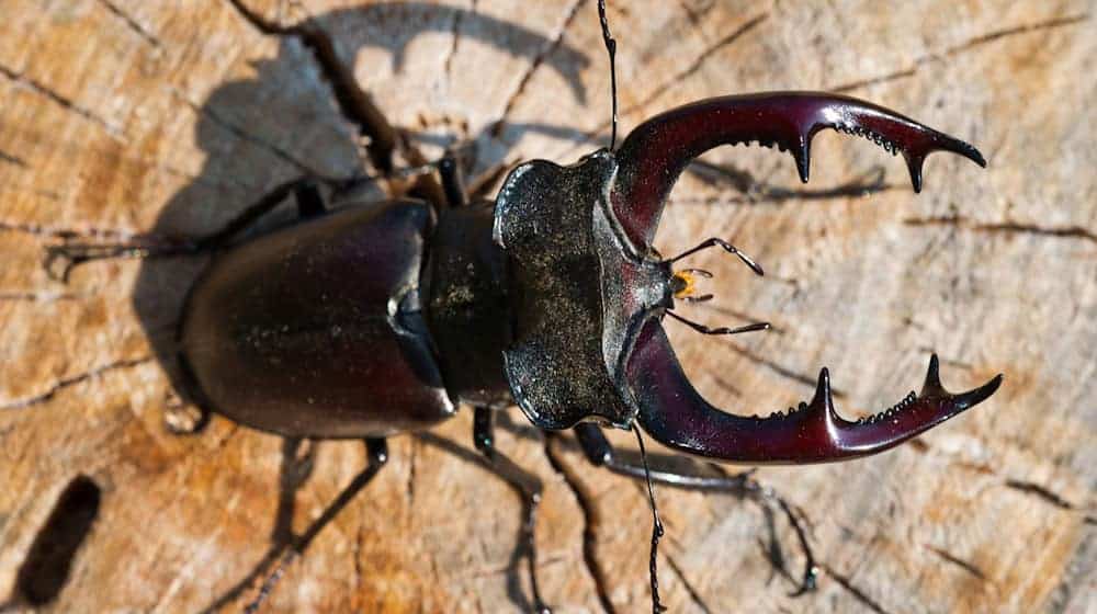Die Nachweise des Hirschkäfers in Brandenburg beruhen fast immer auf zufälligen Meldungen von Bürgern. (Archivbild) / Foto: picture alliance / dpa