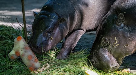 Im natürlichen Lebensraum verlassen Zwergflusspferde ihre Mutter mit zehn, elf Monaten.  / Foto: Soeren Stache/dpa