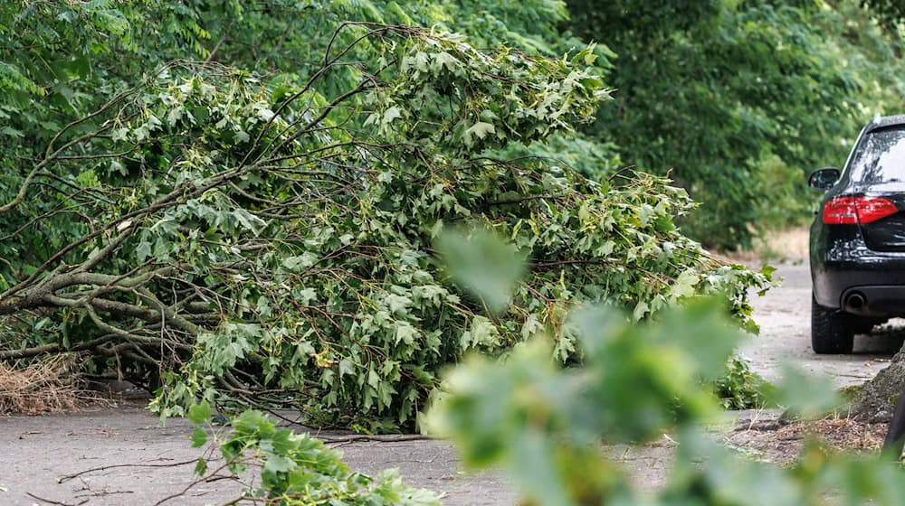 Nach dem Sturm vom Montagabend ist es in Berliner Wäldern nicht sicher.  / Foto: Andreas Gora/dpa